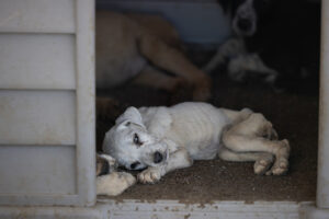 Tierleid in der Türkei