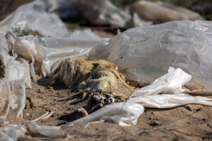 Tierleid in der Türkei