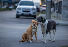 Türkische Straßenhunde – Die Gewalt eskaliert Tierleid in der Türkei