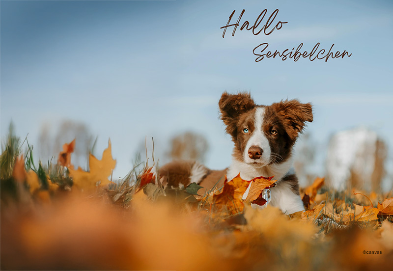 Hundeernährung-Showroom-November-Aufmacher Mono-neu