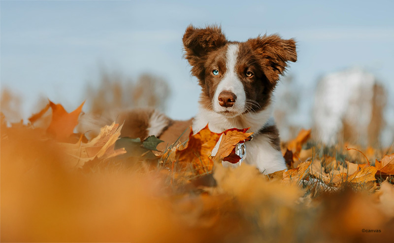 Futter für sensible Hunde bestellen