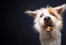 Richtig belohnen – Kommunikation ohne Erpressung Die richtige Erziehung der Hunde