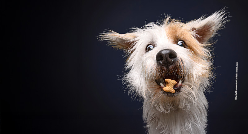 Hundeerziehung-Belohnung-Hunde Die richtige Erziehung der Hunde
