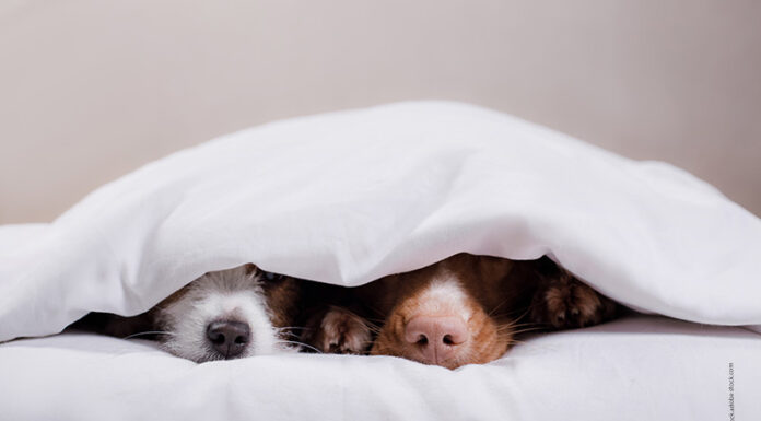Hund im Bett – Pro & Contra für Mitschläfer mit Fell Alles eine Frage der Erziehung