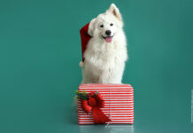 Showroom – Weihnachten kann kommen