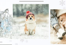 Showroom – Zauberhafte Ideen für die Winterzeit Tolle Produkte zum Bestellen