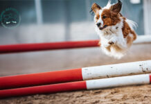 Hunde-Aktivtag – Indoor-Erlebnisparcours & Hundemesse Ein tolles Event für Hunde