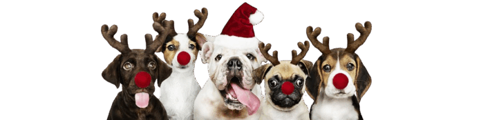 CITY_DOG-Adventskalender-Girlande-Hunde-removebg-preview