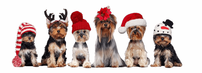 CITY_DOG-Adventskalender-Hunde_verkleidet-removebg-preview