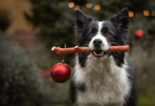 Showroom – Der bunte Teller für Hunde