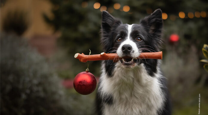 Showroom – Der bunte Teller für Hunde