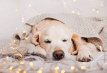 Stress lass nach — Tipps für einen entspannten Jahreswechsel So kommt der Hund stressfrei durch Silvester