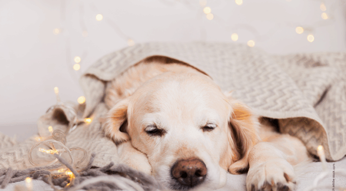Stress lass nach — Tipps für einen entspannten Jahreswechsel So kommt der Hund stressfrei durch Silvester