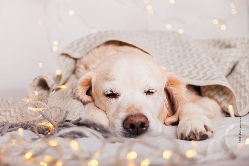 Hundeerziehung-Silvester-Tipps für Hunde So kommt der Hund stressfrei durch Silvester