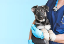 Medical Training – Keine Angst vorm Doc, Teil I Ohne Angst zum Tierarzt