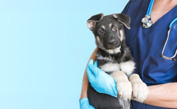 Medical Training – Keine Angst vorm Doc, Teil I Ohne Angst zum Tierarzt