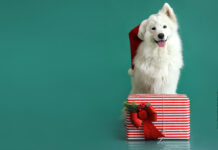 Adventskalender 2025 – Die Gewinner der Türchen Die Gewinner vom Hundeadventskalener