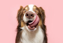 Showroom – Noch einmal das Beste aus 2025 Futter bestellen