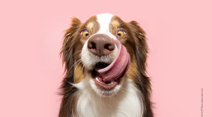 Showroom – Noch einmal das Beste aus 2025 Futter bestellen