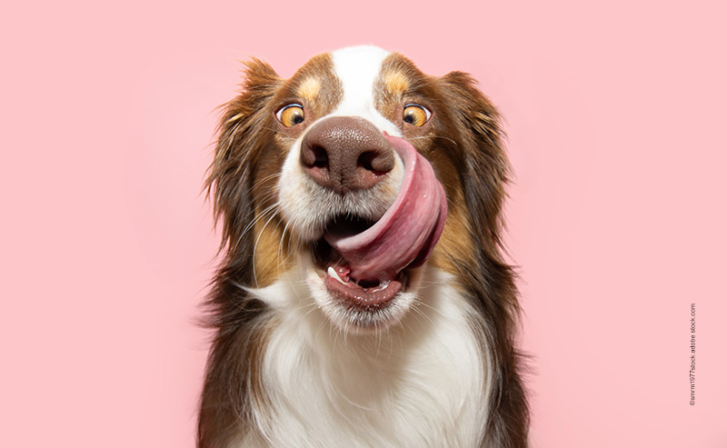 Hundeernährung-Showroom-Januar-Hund Futter bestellen