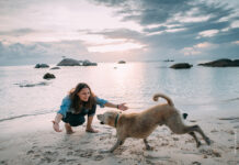 Das freie soziale Spiel – Die Sozialkompetenz des Hundes fördern Spielen ist auch Erziehung