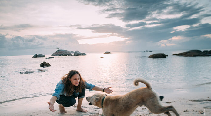 Das freie soziale Spiel – Die Sozialkompetenz des Hundes fördern Spielen ist auch Erziehung