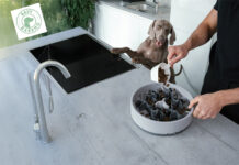 Produkttest – Der Puzzlenapf SoulBowl für Schlinger Der innovative Anti-Schlingnapf