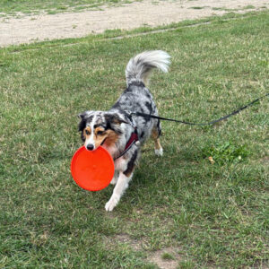 Hundespielzeug im Test