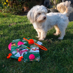 Hundespielzeug im Test