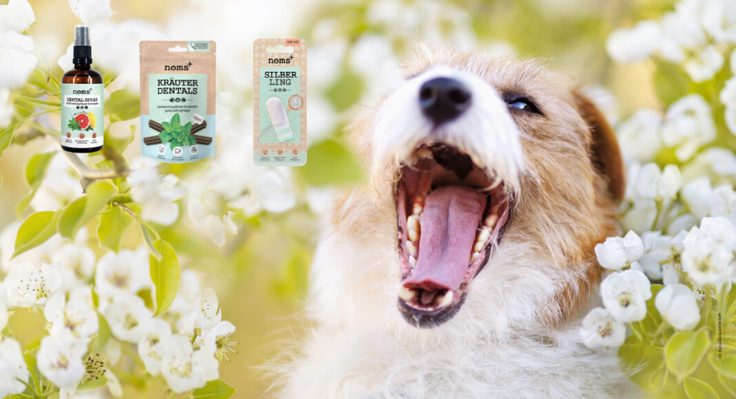 Leben mit Hund-Produkttest-noms-Aufmacher Tierisch gute Zahnpflege