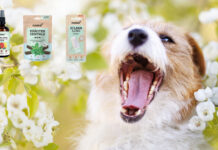 Produkttest – Zahnhygiene mit noms+ Tierisch gute Zahnpflege