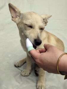 Tierisch gute Zahnpflege