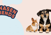 Veranstaltungen – Die Hundemesse für Tierliebhaber Hundemesse in Husum