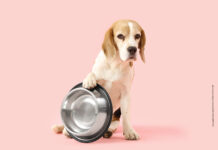 Ernährung – die 10 größten Fehler in der Hundefütterung Die Fütterungsfehler der Hundehalter