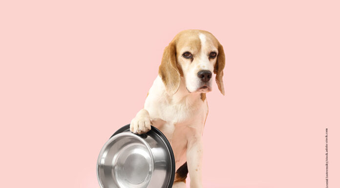 Ernährung – Die 10 größten Fehler in der Hundefütterung Die Fütterungsfehler der Hundehalter