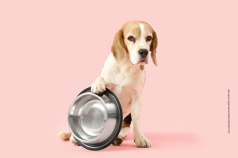 Die Fütterungsfehler der Hundehalter