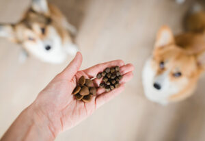 Fütterungsfehler der Hundehalter