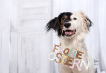 Showroom – Husch, husch ins Näpfchen Osterüberraschungen für den Hund