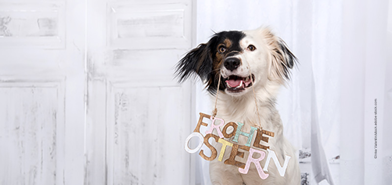 Osterüberraschungen für den Hund