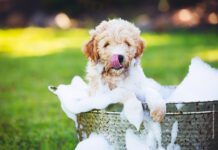 Service – Frühjahrsputz im Hundehaushalt Tolle Produkte für das Frühjahr mit Hund