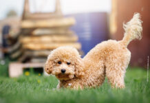 CITY DOG on tour – Events für Zwei- und Vierbeiner