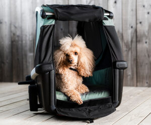 Sichere Lösungen für den Hundetransport