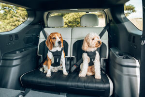 Otpimaler Hundetransport im Auto