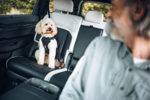 Perfekt auf dem Rücksitz gesichert