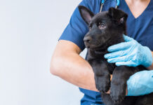 Medical Training – Entspannt und kooperativ beim Tierarzt, Teil II Vorbereitung auf die Behandlung beim Tierarzt