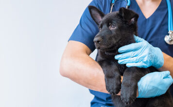 Medical Training – Entspannt und kooperativ beim Tierarzt, Teil II Vorbereitung auf die Behandlung beim Tierarzt