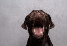 Showroom – Feine Delikatessen für den kleinen Hunger Hundesnacks für alle Felle