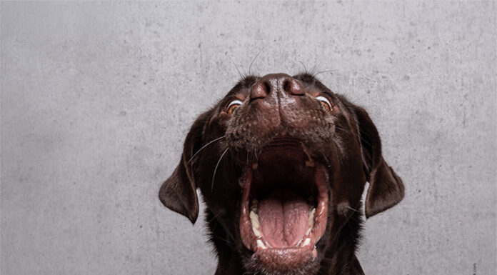 Showroom – Feine Delikatessen für den kleinen Hunger Hundesnacks für alle Felle