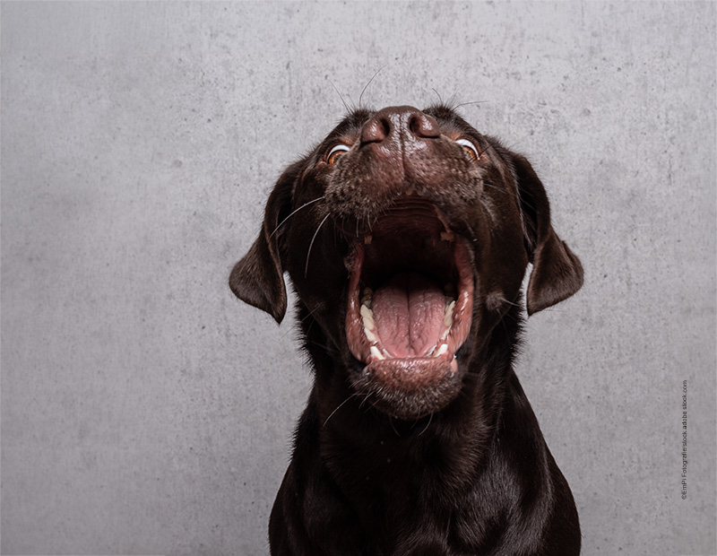 Hundesnacks für alle Felle