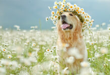 Veranstaltungen – Hundemessen für Zwei- und Vierbeiner Messen für Hundefreunde